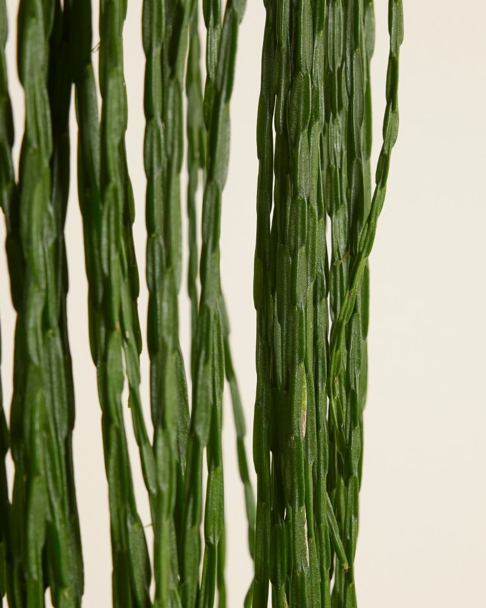 Rhipsalis Paradoxa Minor (Fishbone cactus)