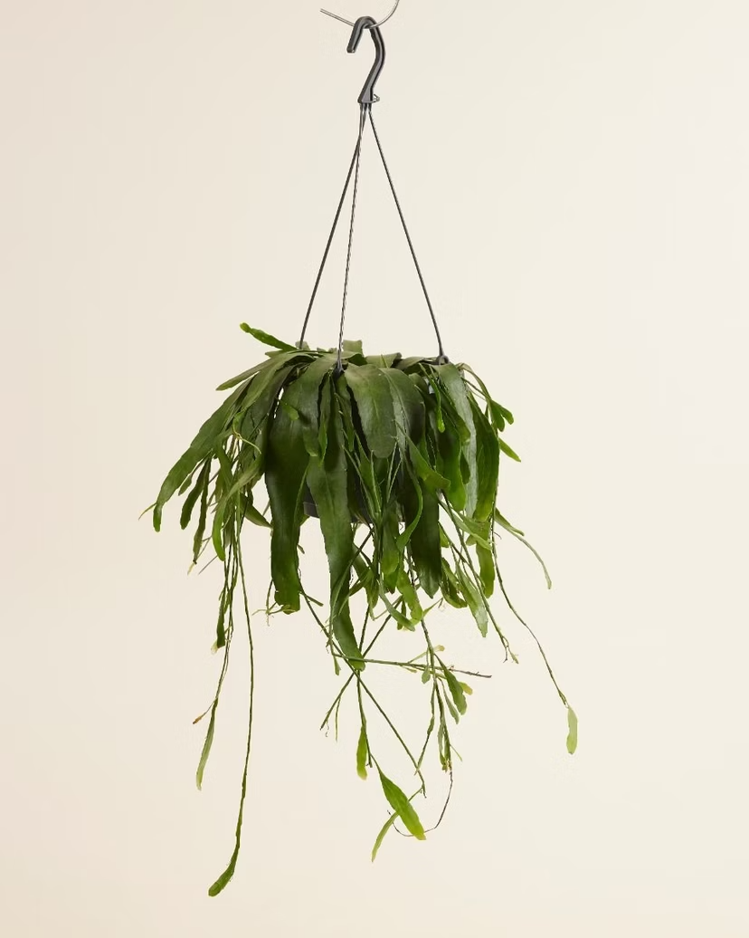 Rhipsalis Ramulosa Red Coral