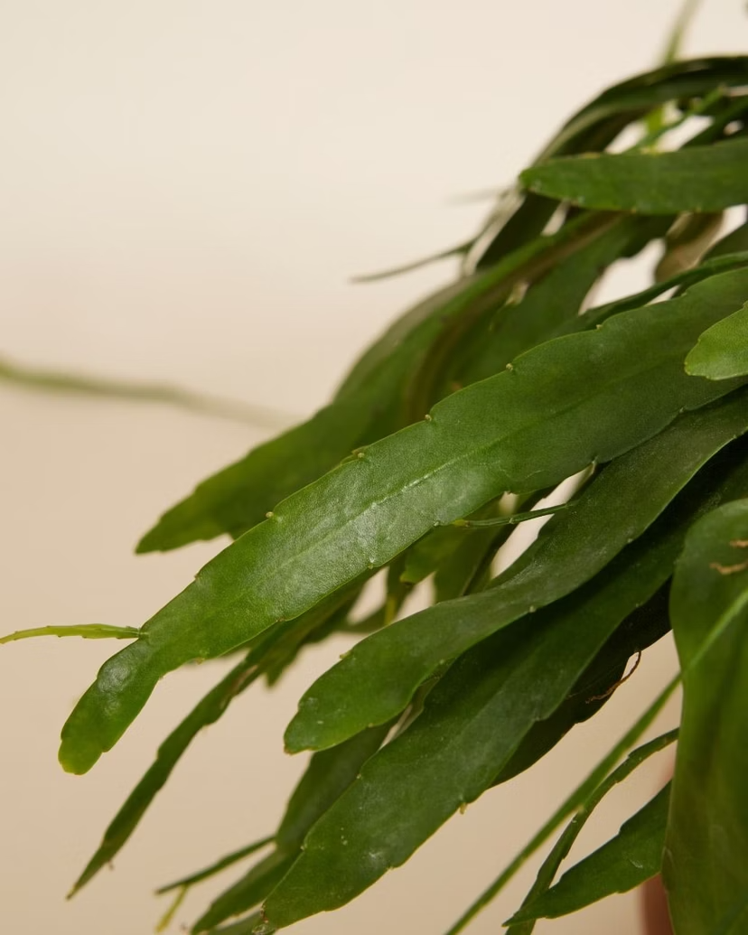 Rhipsalis Ramulosa Red Coral