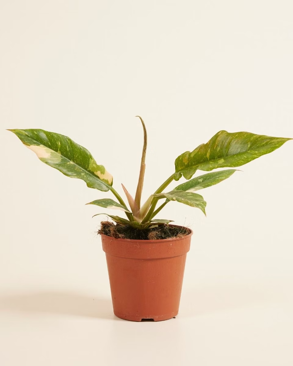 Philodendron Ring of Fire رينغ أوف فاير Houseplant