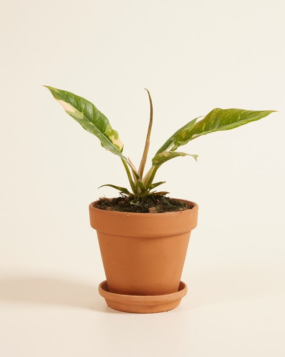 Philodendron Ring of Fire رينغ أوف فاير Houseplant