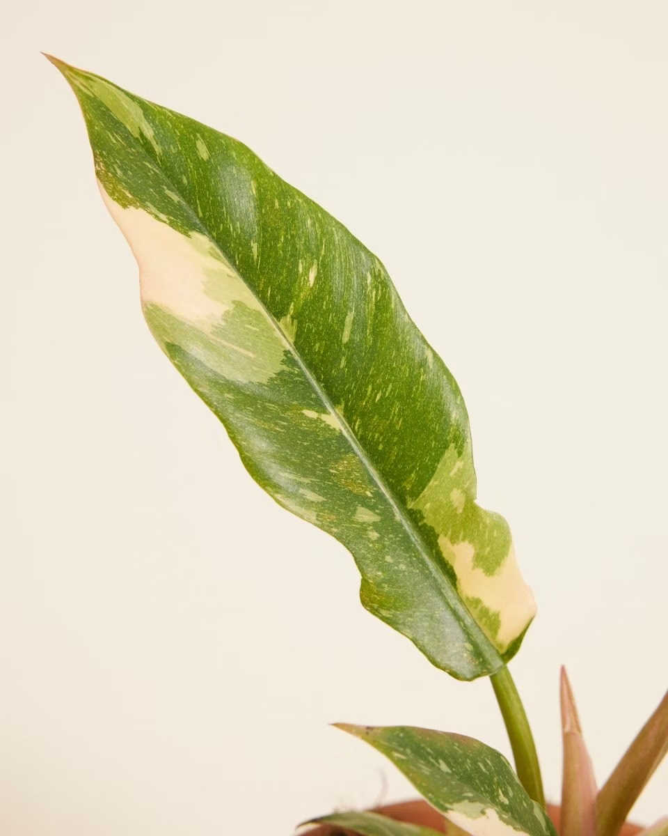 Philodendron Ring of Fire رينغ أوف فاير