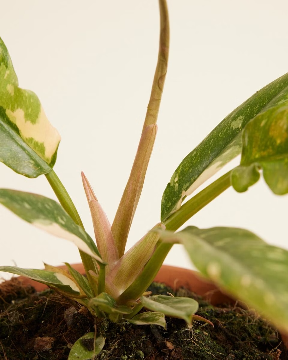 Philodendron Ring of Fire رينغ أوف فاير Houseplant