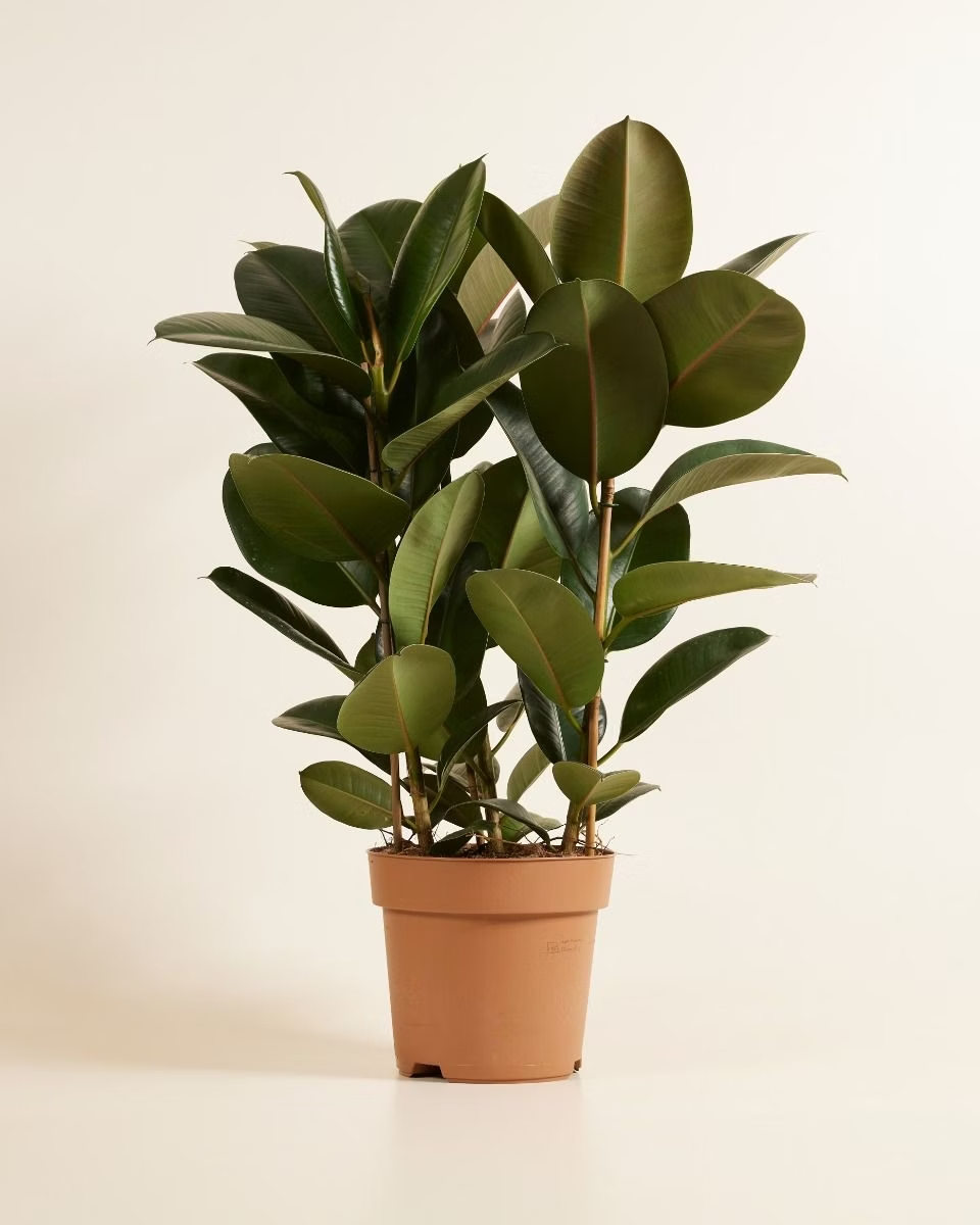 Ficus Robusta (Rubber Plant) فيكس روبستا المطاط