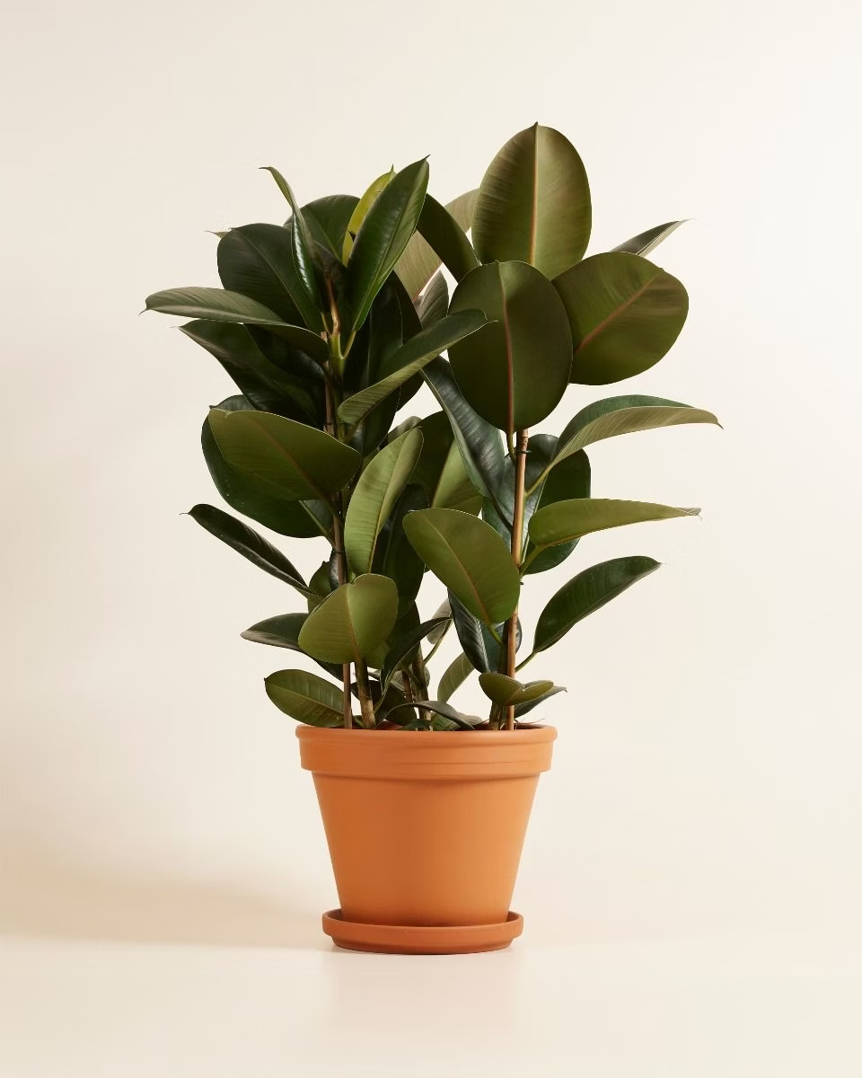 Ficus Robusta (Rubber Plant) فيكس روبستا المطاط
