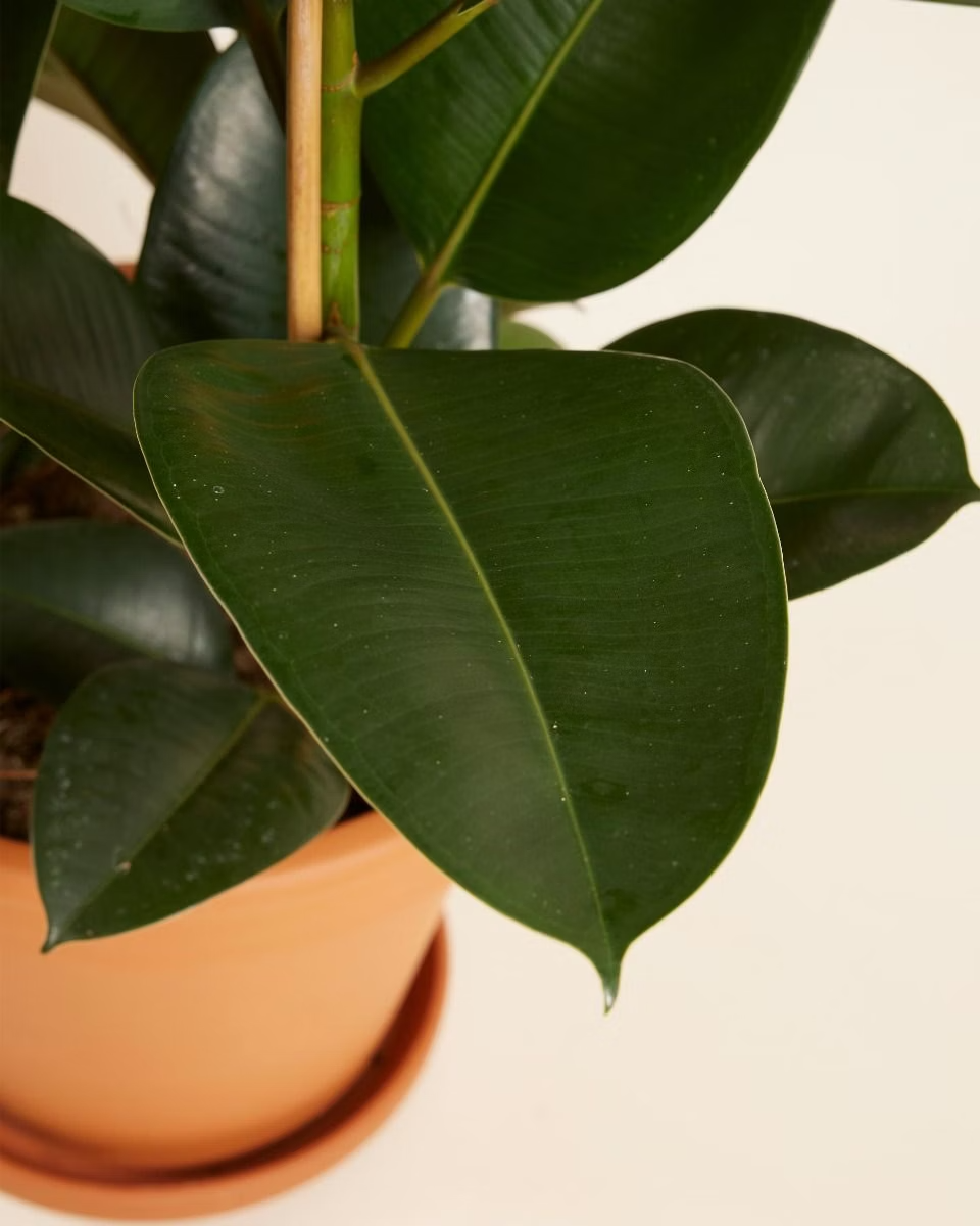 Ficus Robusta (Rubber Plant) فيكس روبستا المطاط