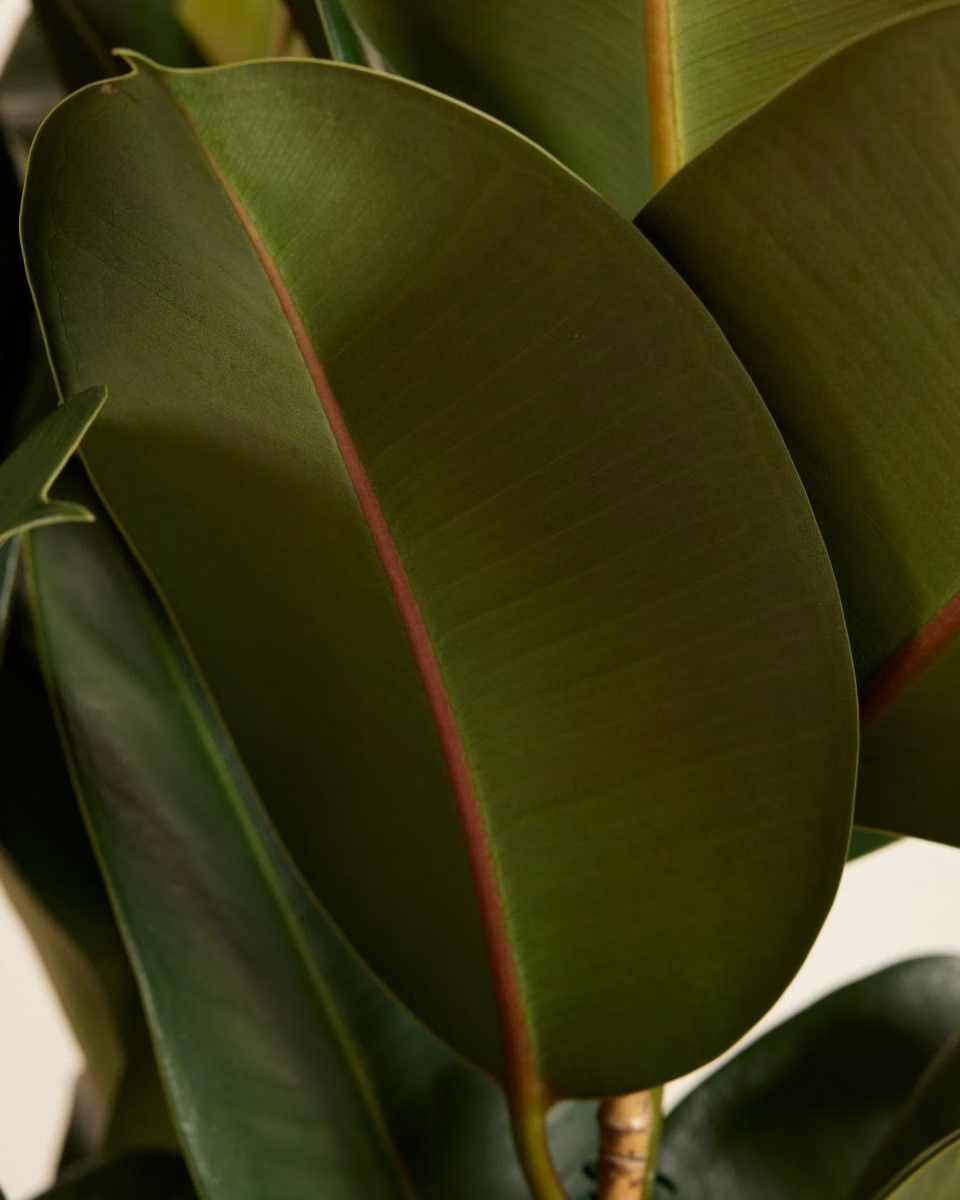 Ficus Robusta (Rubber Plant) فيكس روبستا المطاط