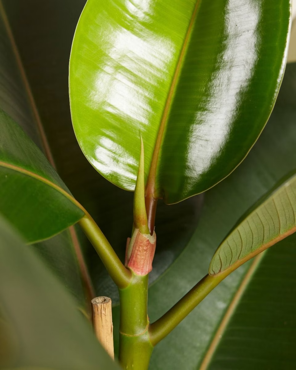 Ficus Robusta (Rubber Plant) فيكس روبستا المطاط