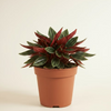 Peperomia Baby Rosso (Radiator plant)