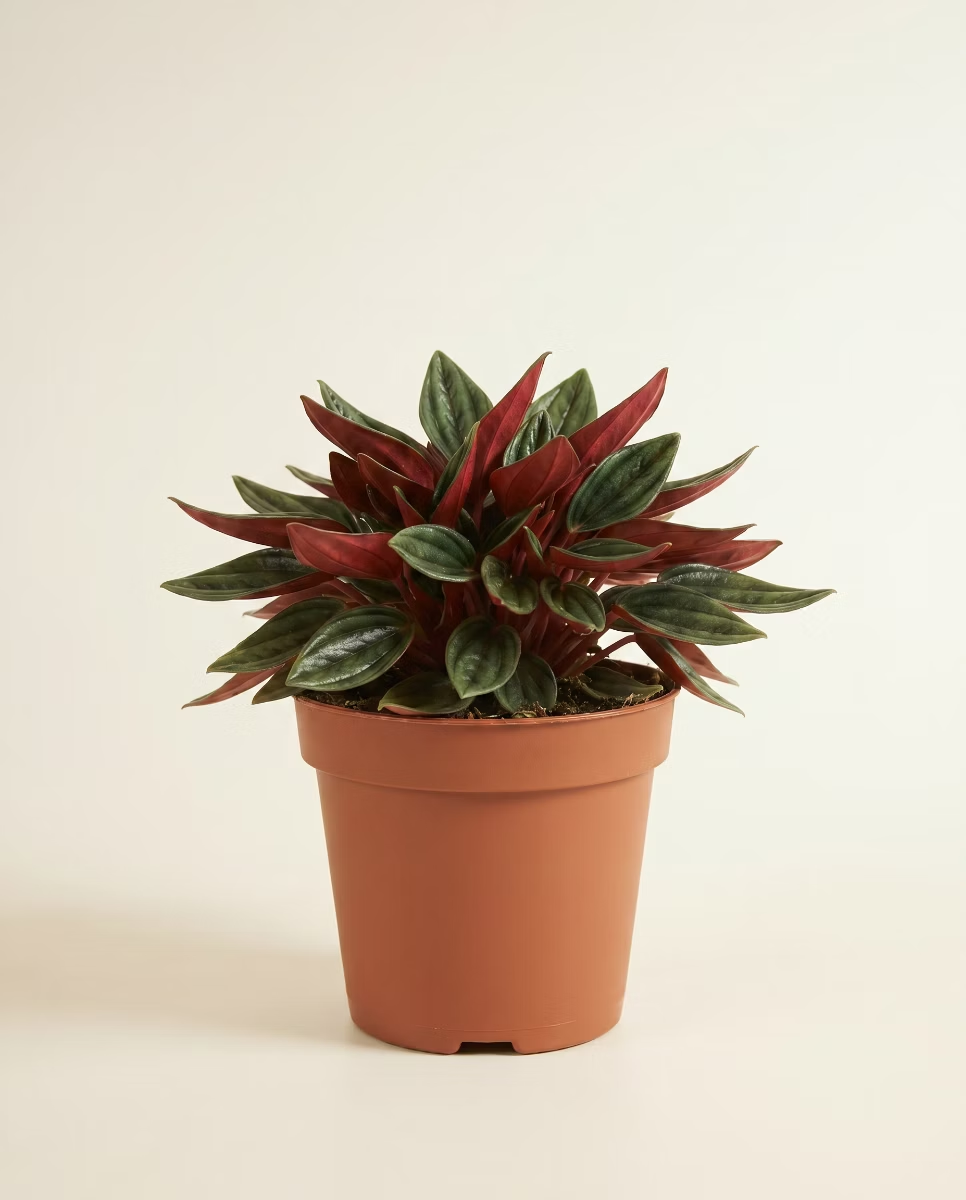 Peperomia Baby Rosso (Radiator plant)