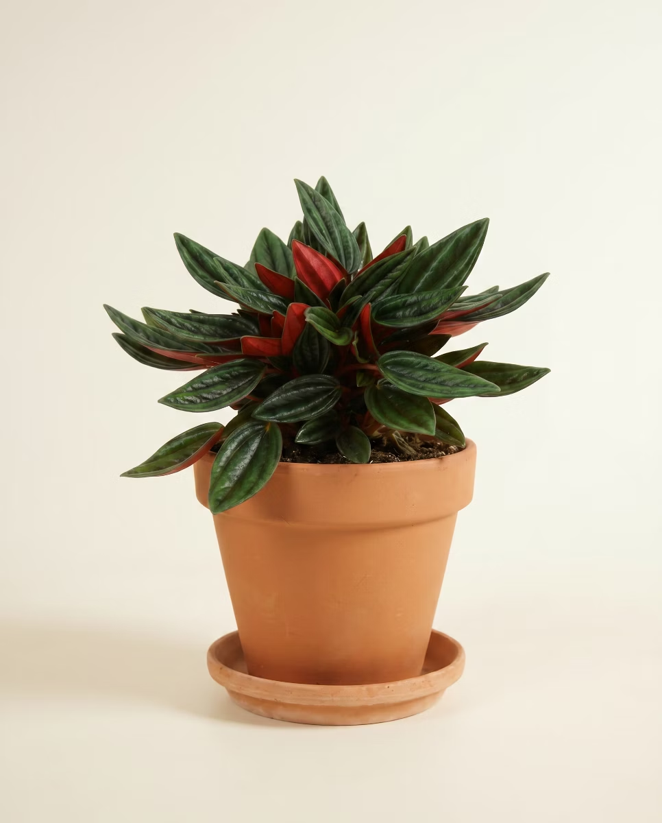 Peperomia Baby Rosso (Radiator plant)