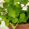 Baby Peperomia Rotundifolia Pilosior (Radiator plant)
