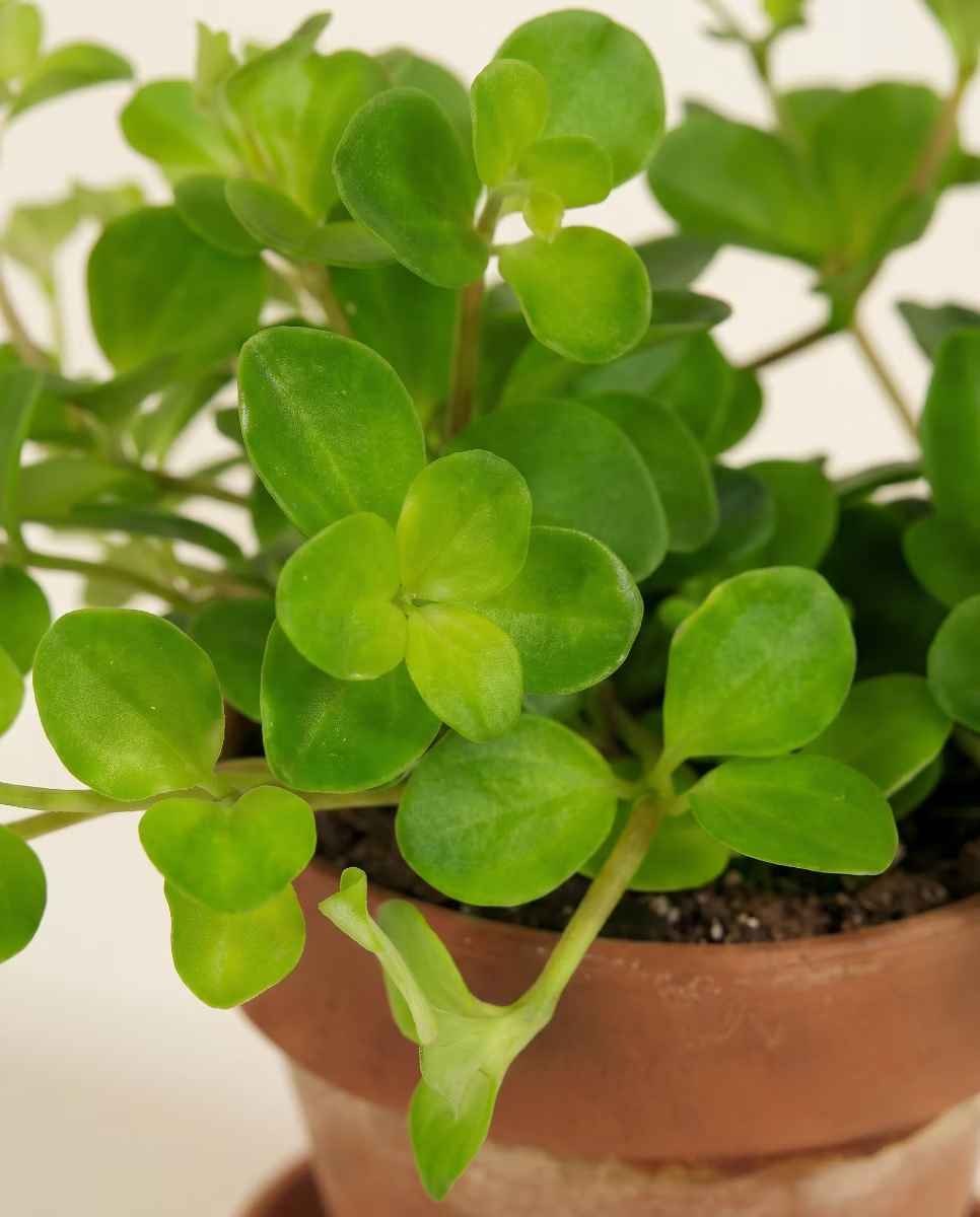 Baby Peperomia Rotundifolia Pilosior (Radiator plant)
