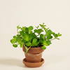 Baby Peperomia Rotundifolia Pilosior (Radiator plant)