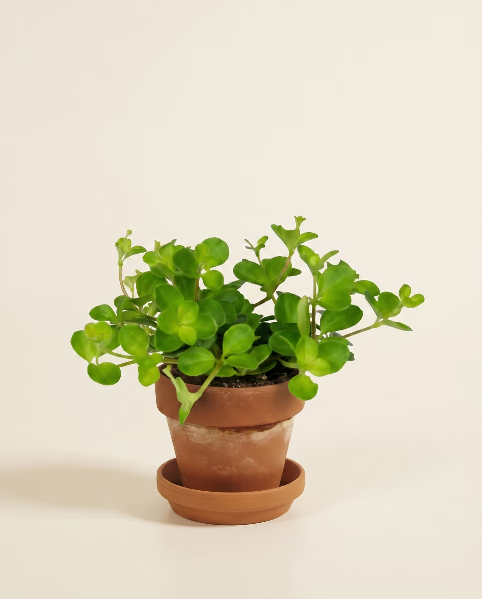 Baby Peperomia Rotundifolia Pilosior (Radiator plant)