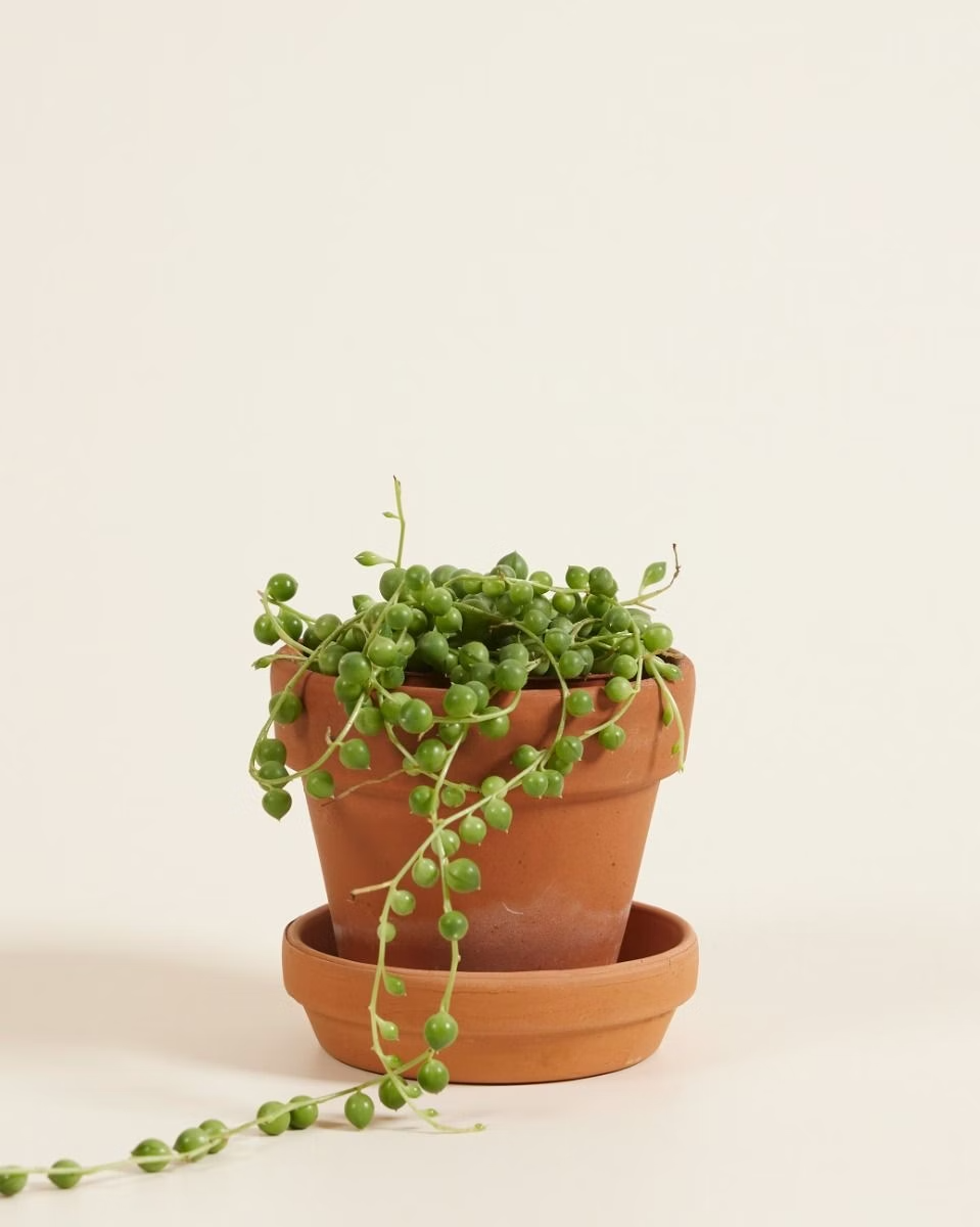 Baby Senecio Rowleyanus (String of pearls) سلسلة اللؤلؤ