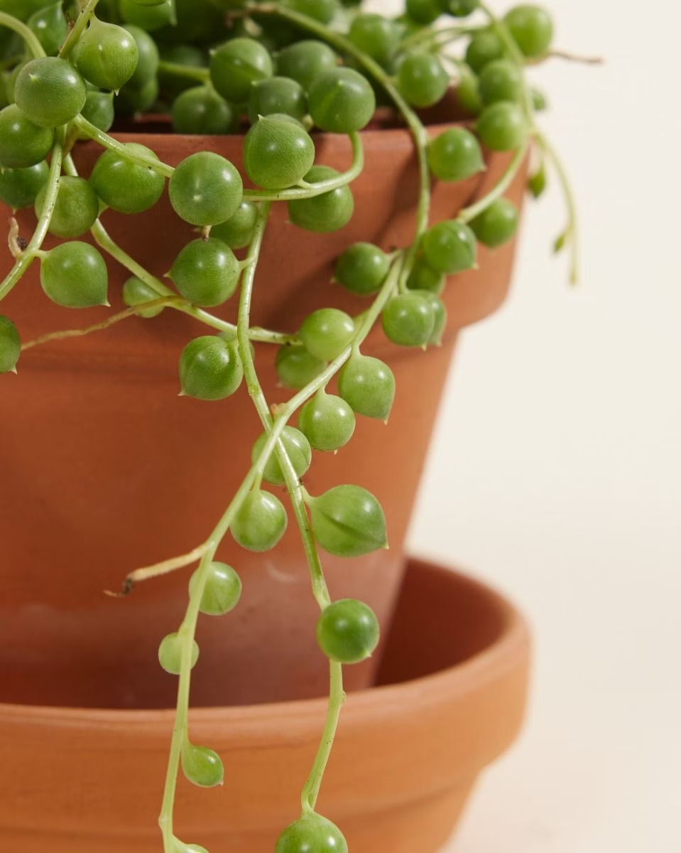 Baby Senecio Rowleyanus (String of pearls) سلسلة اللؤلؤ