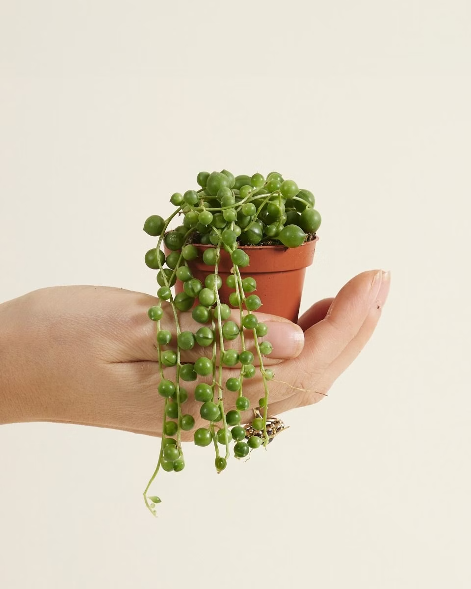 Baby Senecio Rowleyanus (String of pearls) سلسلة اللؤلؤ
