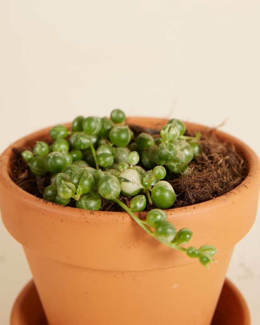 Baby Senecio Rowleyanus Variegated (String of Pearls)