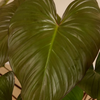 Homalomena Rubescens Maggy