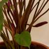 Homalomena Rubescens Maggy