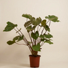 Homalomena Rubescens Maggy