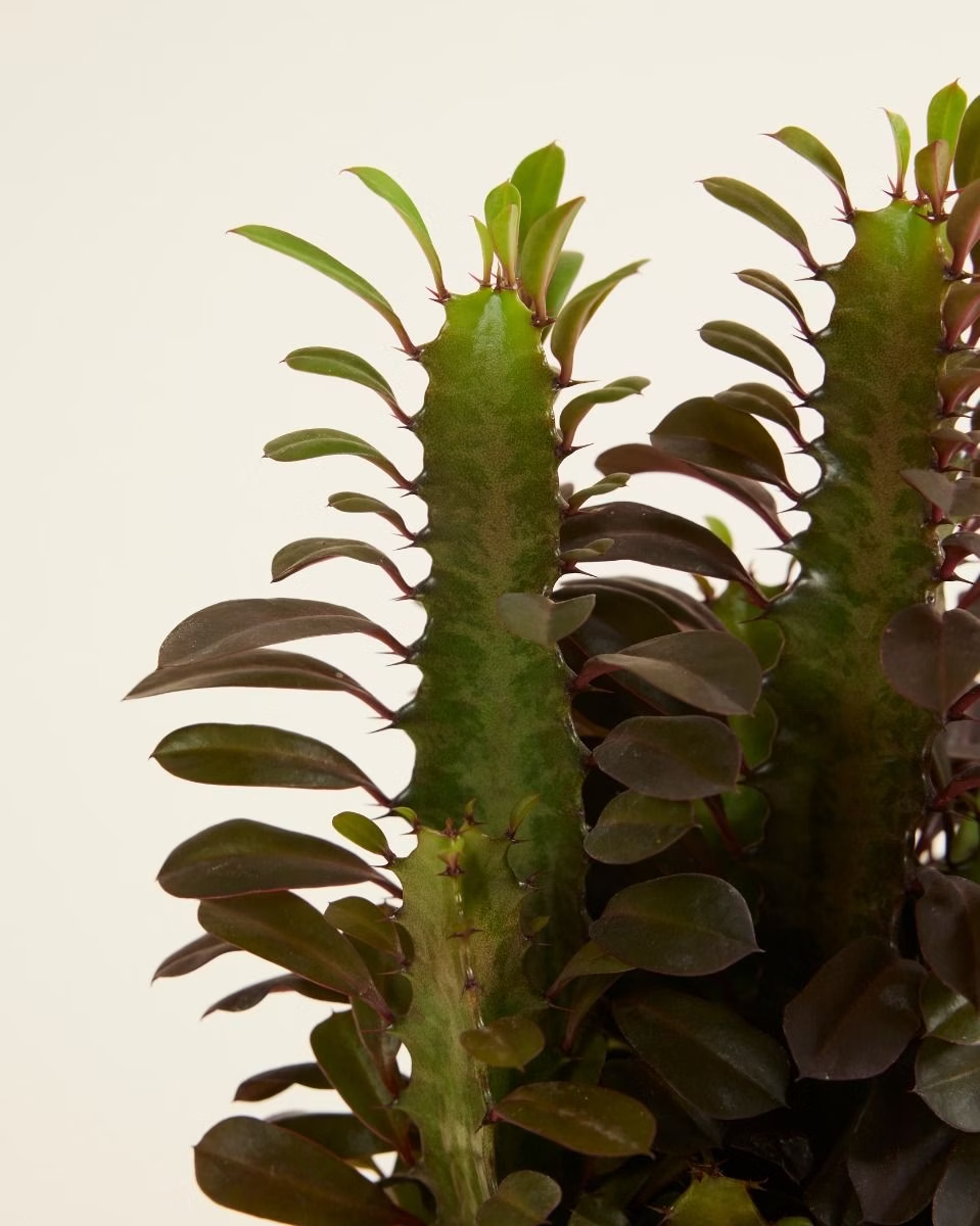 Euphorbia Rubra (Cowboy Cactus)