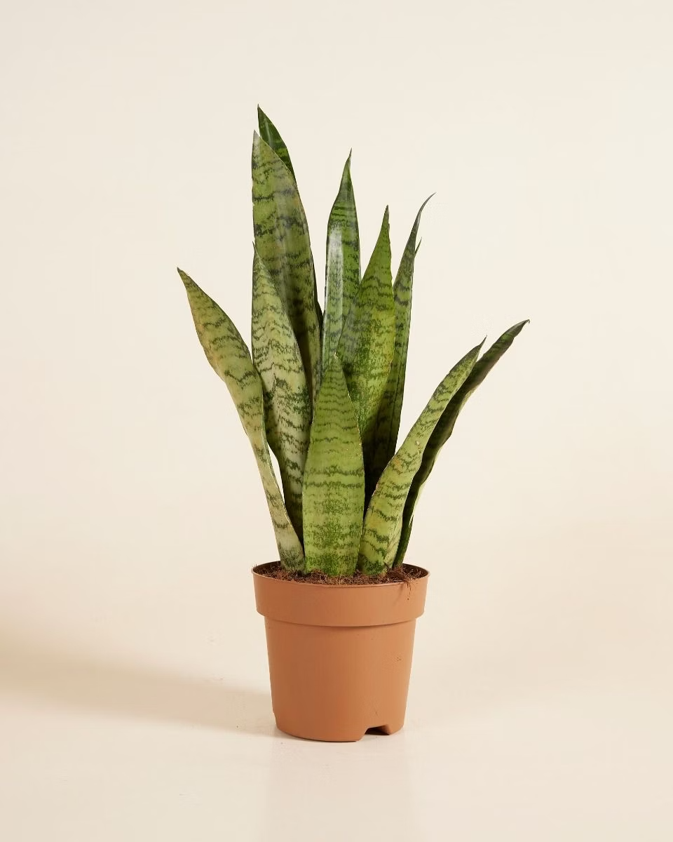 Sansevieria - Zeylanica