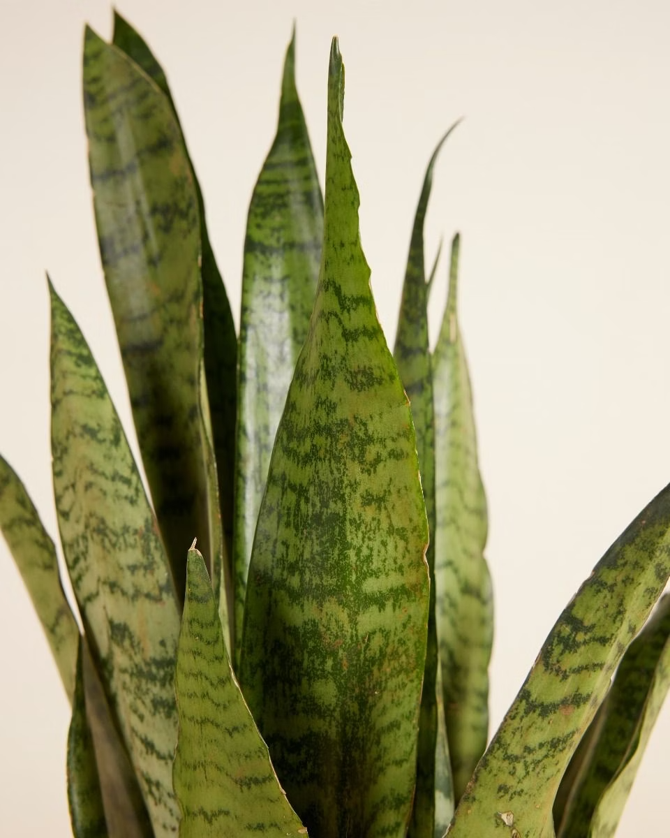 Sansevieria - Zeylanica