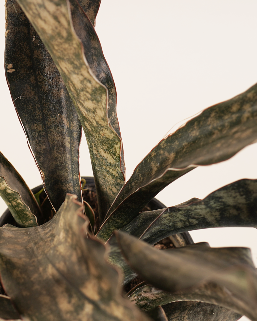 Kyaaro Sansevieria Kirkii (Copper Tone Snake Plant)