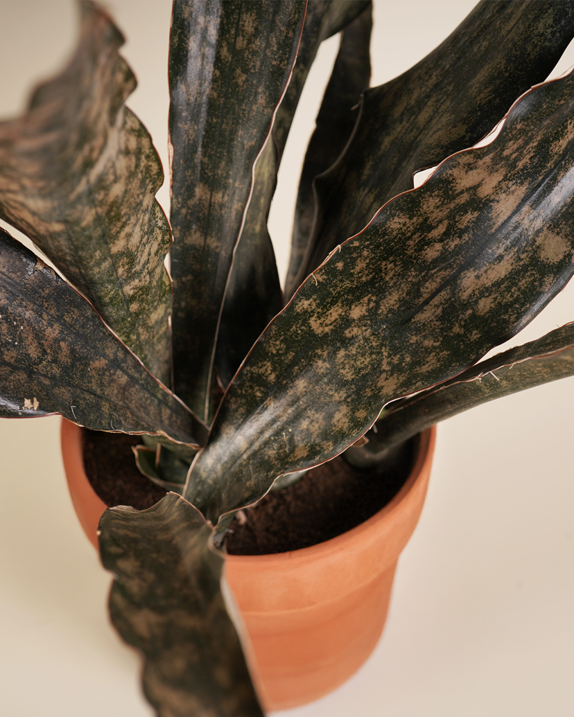 Copper Tone صبار كوبر تون