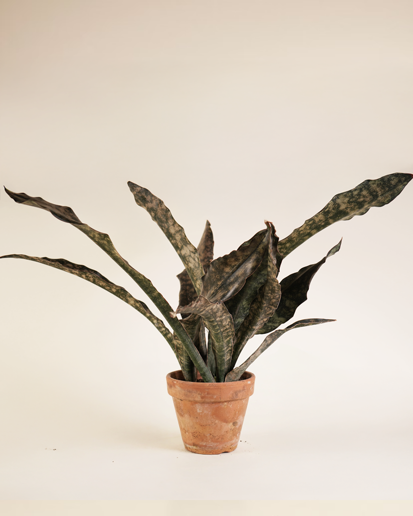 Copper Tone صبار كوبر تون