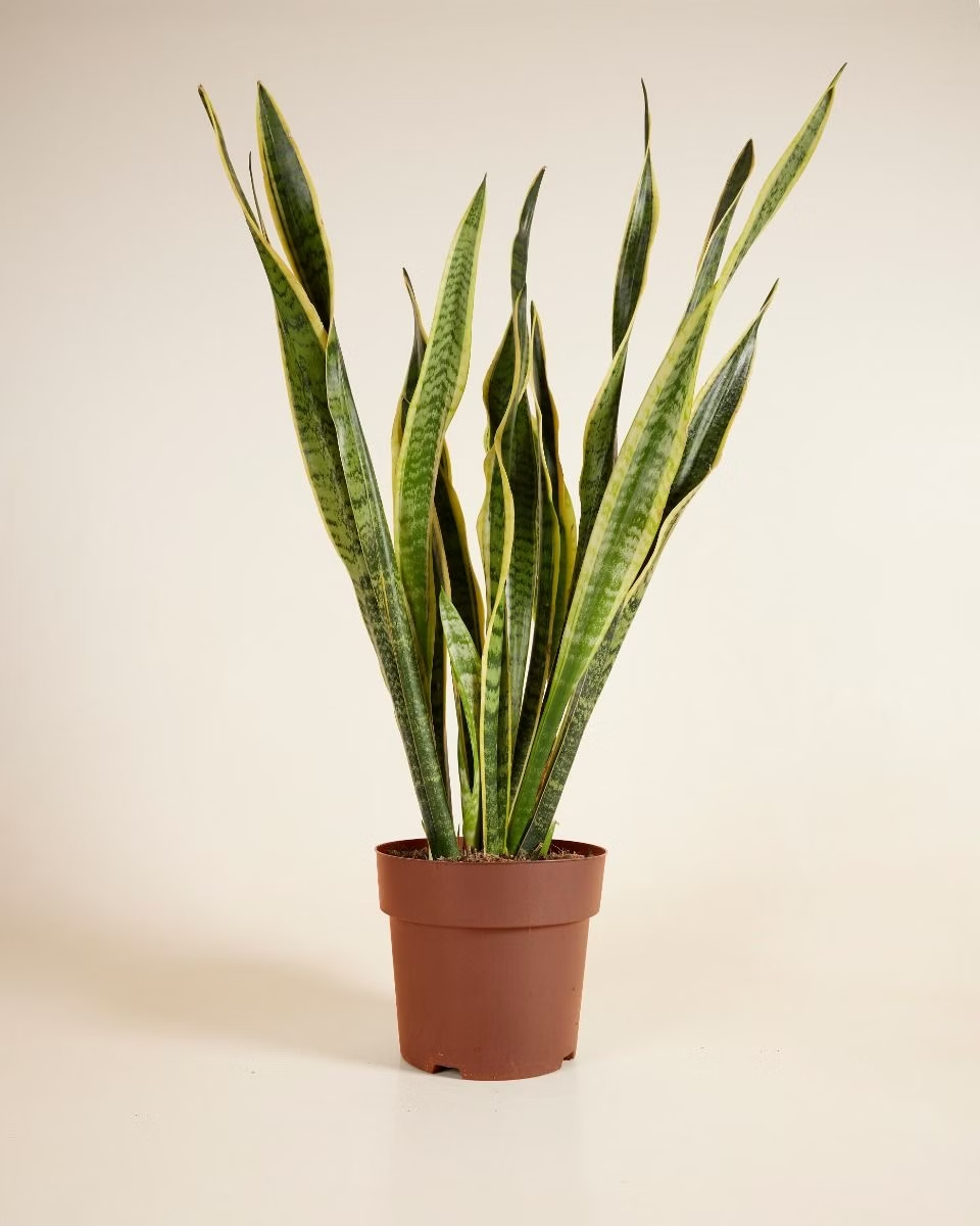 Sansevieria Laurentii
