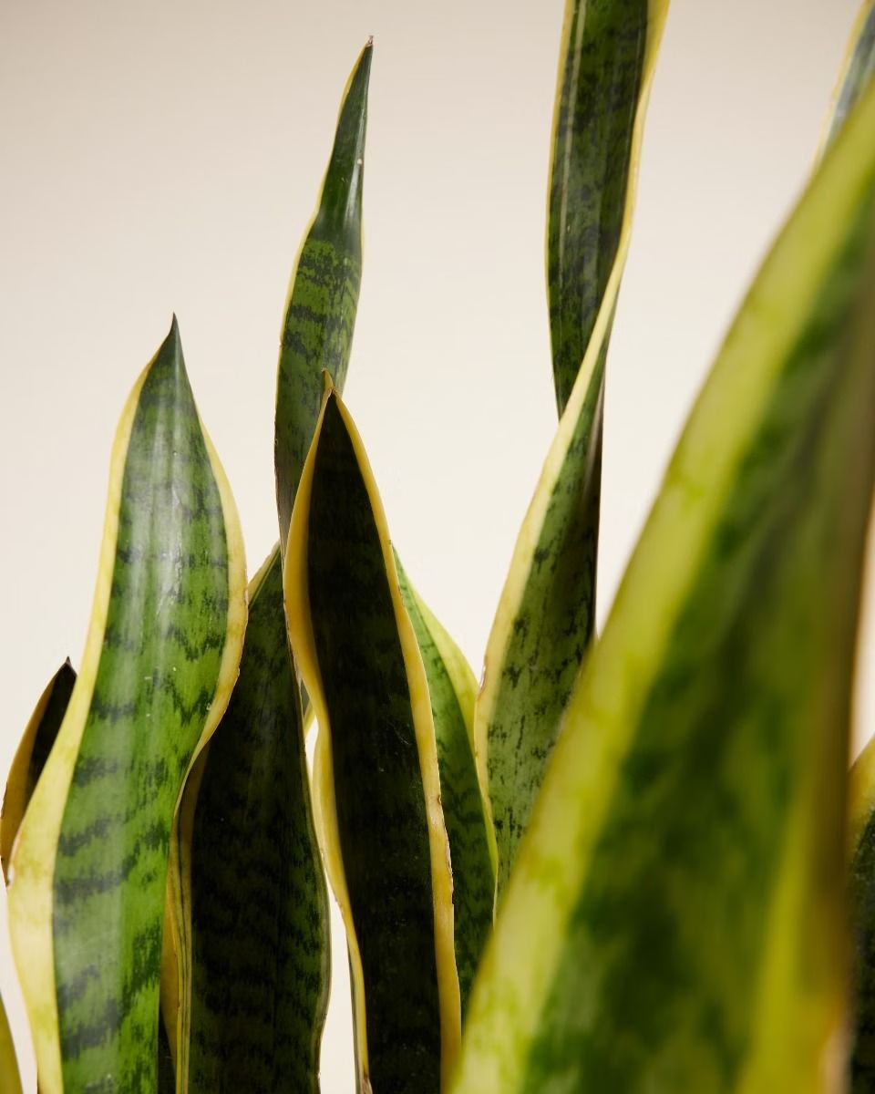 Sansevieria Laurentii