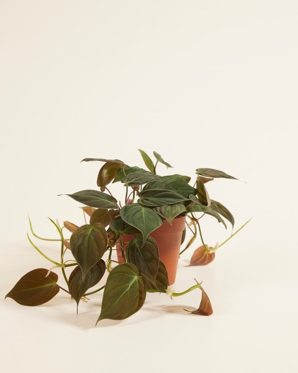 Philodendron Scandens Micans فيلوديندرون ميكانس