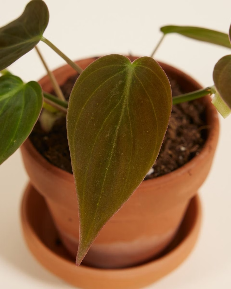 Baby Philodendron Scandens Micans