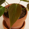 Baby Philodendron Scandens Micans