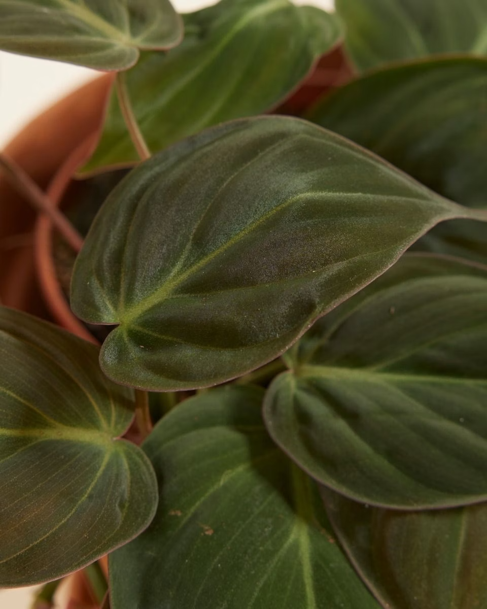 Philodendron Scandens Micans فيلوديندرون ميكانس