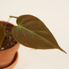 Baby Philodendron Scandens Micans