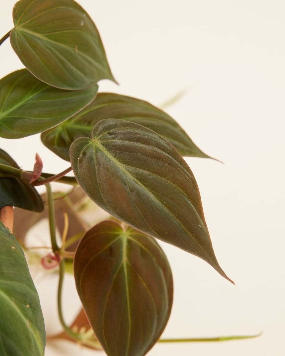 Philodendron Scandens Micans فيلوديندرون ميكانس