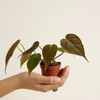 Baby Philodendron Scandens Micans