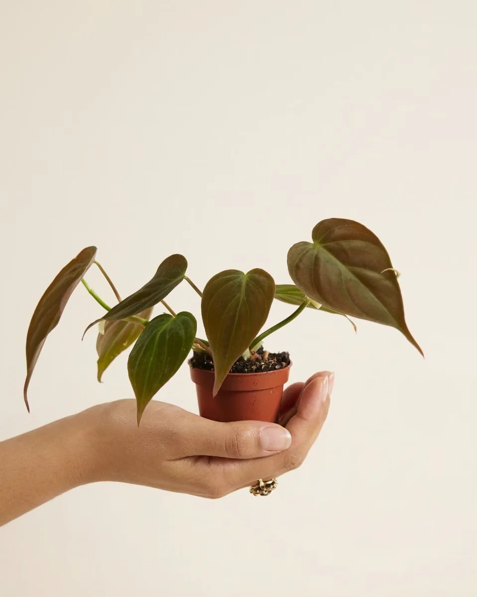 Baby Philodendron Scandens Micans