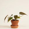 Baby Philodendron Scandens Micans