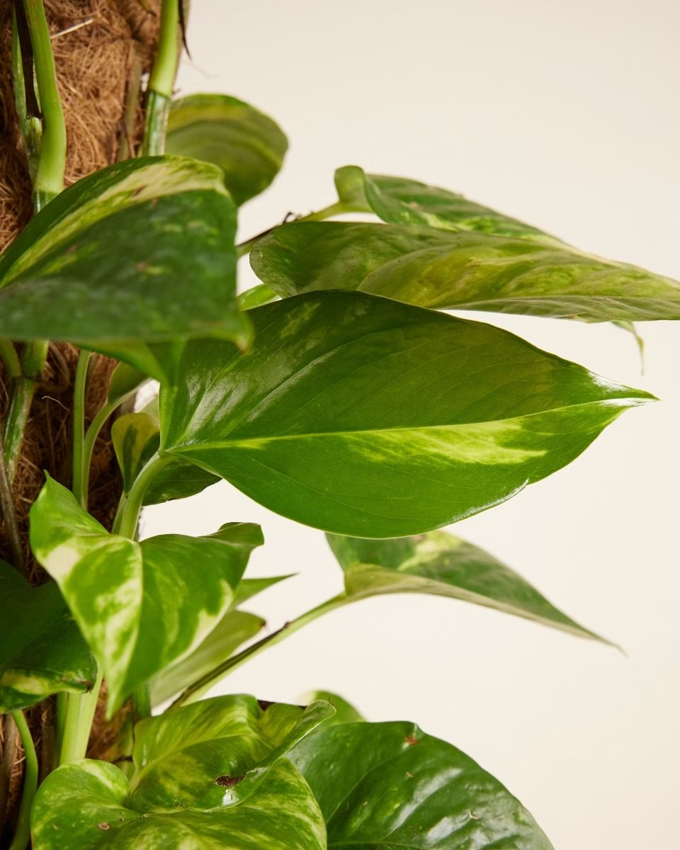 scindapsus golden pothos Epipremnum Aureum (Golden Pothos) – NABAT