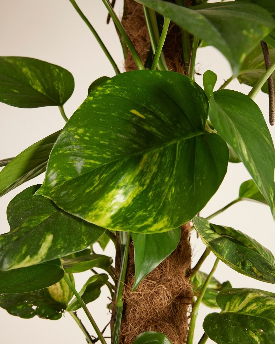 scindapsus golden pothos Epipremnum Aureum (Golden Pothos) – NABAT