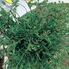 Anise Seeds بذور يانسون - supplier photo
