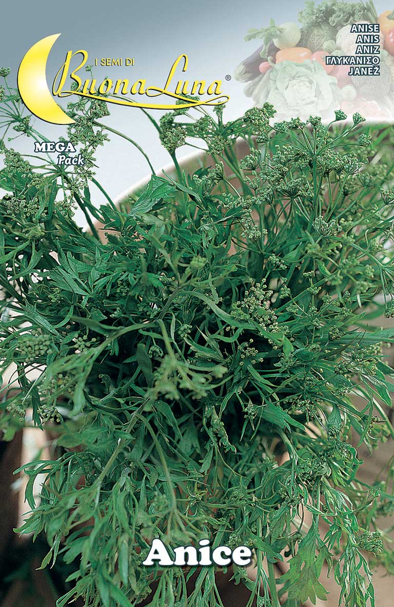 Anise Seeds بذور يانسون - supplier photo