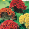 Celosia Dwarf Cockscomb Mix Seeds - supplier photo