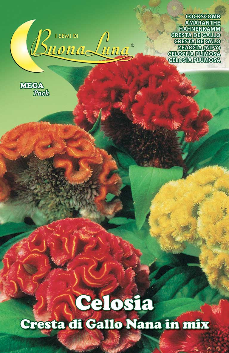 Celosia Dwarf Cockscomb Mix Seeds - supplier photo