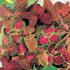 Coleus Rainbow Mix Seeds - supplier photo